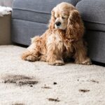 Pet Odour Removal